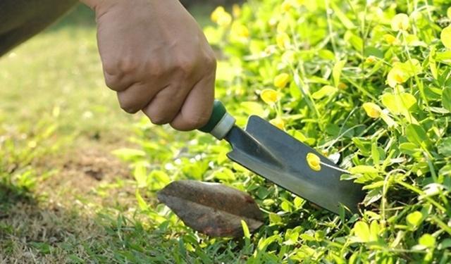 Bertanam sayur | Copyright by DePhotology Kukuh Digital Studio