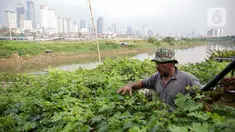Petani merawat tanaman di bantaran Kali Ciliwung, Petamburan, Jakarta Pusat, Senin (24/5/2021). Kelompok Mandiri Indah Tani sudah enam tahun memanfaatkan lahan bantaran Kali Ciliwung untuk bertani bersama. (Liputan6.com/Faizal Fanani)