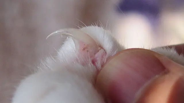 Kuku kucing