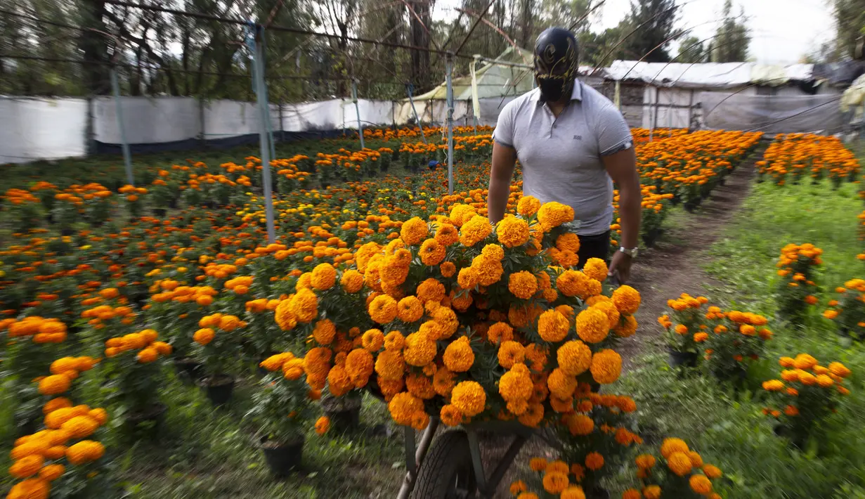 Pegulat Meksiko "Ciclonico" menggunakan topeng agar tidak teridentifikasi saat mendorong gerobak berisi bunga marigold di Xochimilco, Mexico City, Rabu (14/10/2020). Panen bunga marigold atau Cempasuchil dalam bahasa Nahuatl dilakukan jauh-jauh hari sebelum Day of the Dead. (AP Photo/Marco Ugarte)