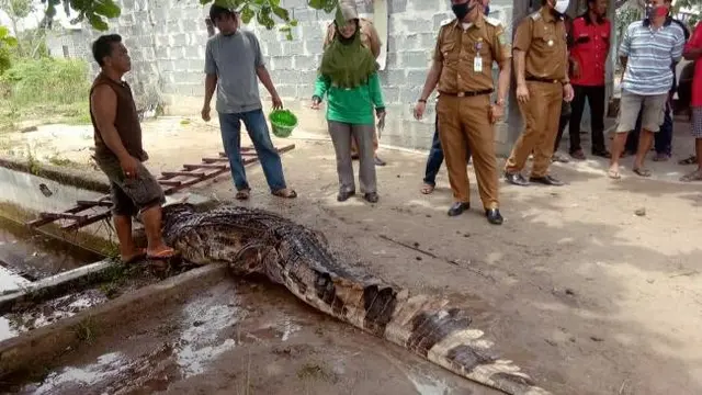 Buaya air tawar yang ditangkap warga karena sering muncul di kanal atau parit perumahan.
