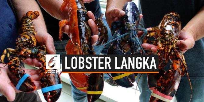 VIDEO: Langka, Lobster Ini Punya 2 Warna Berbeda di Tubuhnya