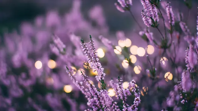 aromaterapi lavender/unsplash