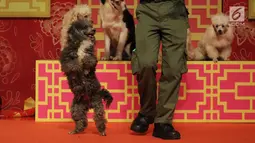 Seekor anjing menari saat tampil dalam pembukaan event Imlek "Lucky New Year, Lucky You" di salah satu pusat perbelanjaan di Jakarta, Jumat (2/2). Selain Dog Show, pertunjukkan seperti Barongsai dan Wayang Potehi juga digelar. (Liputan6.com/Arya Manggala)