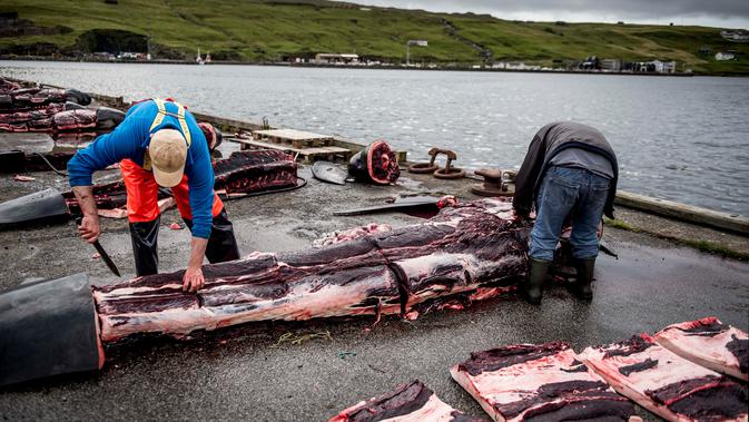 Dua orang pria menguliti tubuh paus pilot di dermaga di Jatnavegur, dekat Vagar, Kepulauan Faroe, Denmark, Rabu (22/8). Sekelompok paus akan digiring ke dekat pantai dan dibantai dengan pisau. (MADS CLAUS RASMUSSEN/RITZAU SCANPIX/AFP)