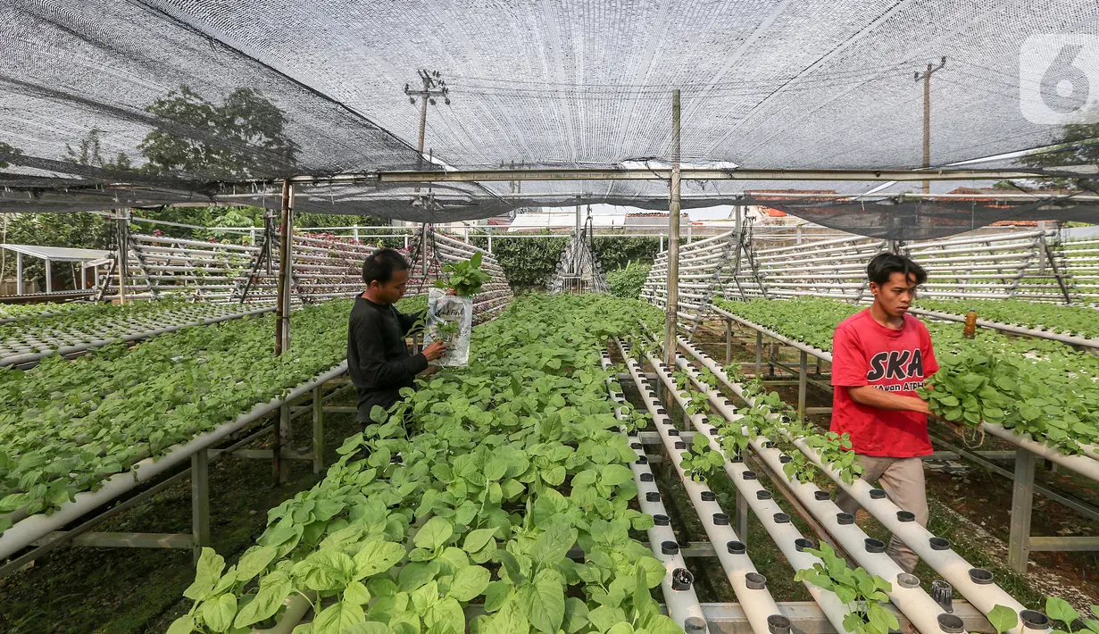 Karyawan sedang memanen sayur hidroponik jenis bayam yang ditanam di dalam pipa PVC di Serua Farm, Bojongsari, Depok, Jawa Barat, Jumat (26/6/2020). Kebun sayur yang berdiri di atas lahan seluas 1200 meter persegi dengan 25.000 lubang tanam menyediakan sayuran hidroponik bebas pestisida. (Liputan6.c