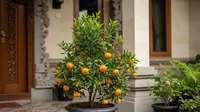 10 Cara Membuat Pohon Buah Mini Tetap Pendek Tapi Produktif dan Cepat Berbuah