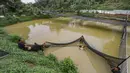 Arwana Asia, terutama jenis super red dan golden arowana, menjadi yang paling diminati. Selain karena warnanya yang mencolok, jenis ini dipercaya membawa keberuntungan, kemakmuran, dan status sosial bagi pemiliknya. Tampak dalam foto, peternak memasang jaring pada kolam besar di Farm Royal Red Arowana yang terletak di kawasan Jasinga, Bogor, Jawa Barat, Sabtu (15/11/2025). (merdeka.com/Arie Basuki)