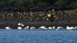 Seorang warga berjalan di dekat sekawanan ibis sendok berwajah hitam di sebuah taman lahan basah di Guangcun, Kota Danzhou, Provinsi Hainan, China selatan (28/12/2020). Spoesies tersebut memiliki persebaran yang paling terbatas dari enam spesies ibis sendok. (Xinhua/Yang Guanyu)