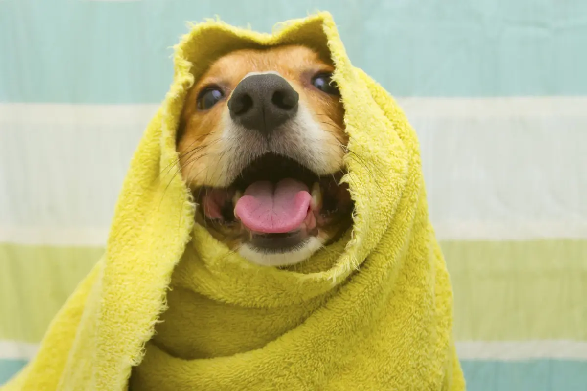 Tips Memandikan Anjing yang Benar