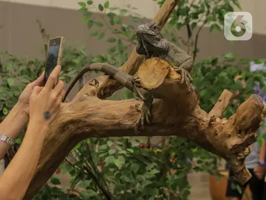 Salah satu pengunjung memfoto hewan peliharaan dalam acara Pet Fest 2025 di Indonesia Convention Exhibition Bumi Serpong Damai (ICE BSD), Tangerang, Banten. Sabtu (3/5/2025). (Liputan6.com/Herman Zakharia)
