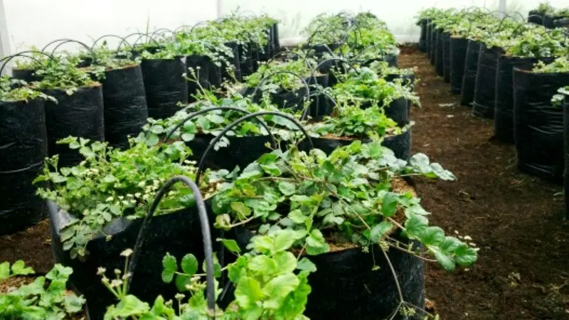 Budidaya Purwoceng di dalam greenhouse. (Foto: Liputan6.com/Humas Unsoed/Muhamad Ridlo)