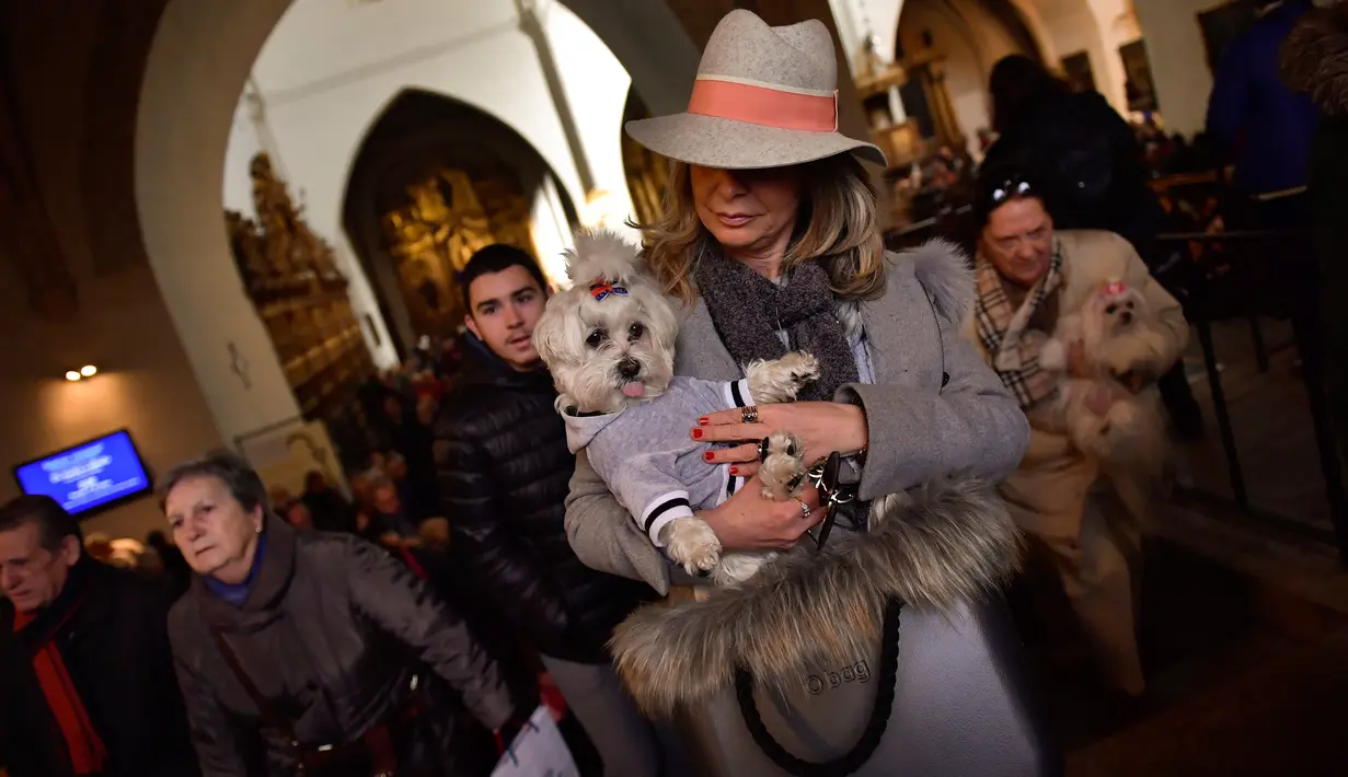 Seorang wanita menggendong anjing peliharaannya pada peringatan Hari santo Antonius di gereja Saint Pablo, Spanyol, Rabu (17/1). Banyak yang percaya pemberkatan ini memberikan kesehatan dan kesejahteraan bagi hewan serta pemiliknya. (AP/Alvaro Barrientos)