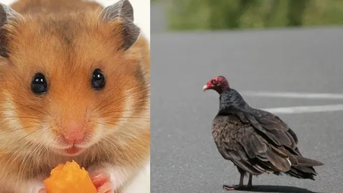 Foto : berbagai sumber