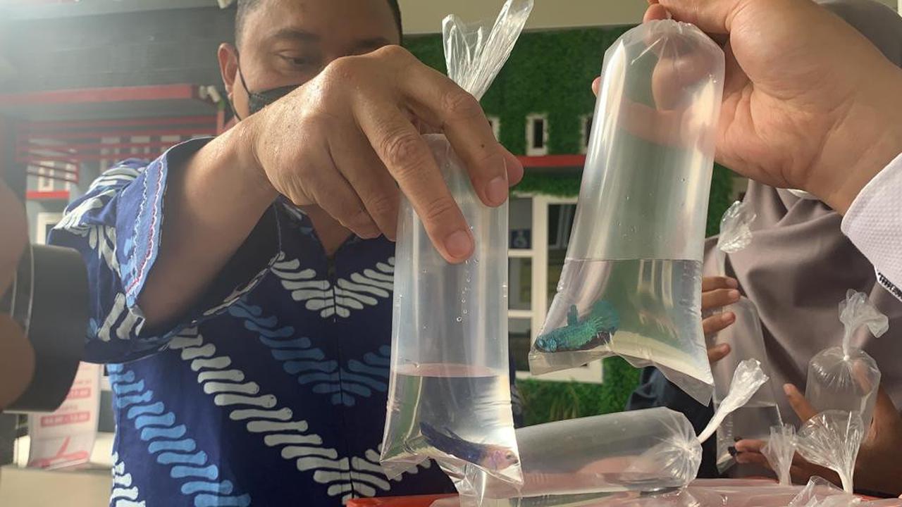 RSI Banjarnegara membagikan ratusan ikan cupang untuk memberantas jentik nyamuk aedes aegypti, penyebar DB. (Foto: Liputan6.com/Nugroho Purbo)