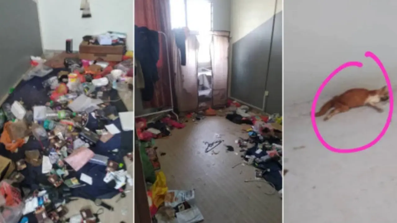 Pemilik Ini Syok Lihat Rumahnya Berantakan Usai Disewa, Ada Bangkai Kucing
