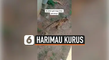 HARIMAU KURUS