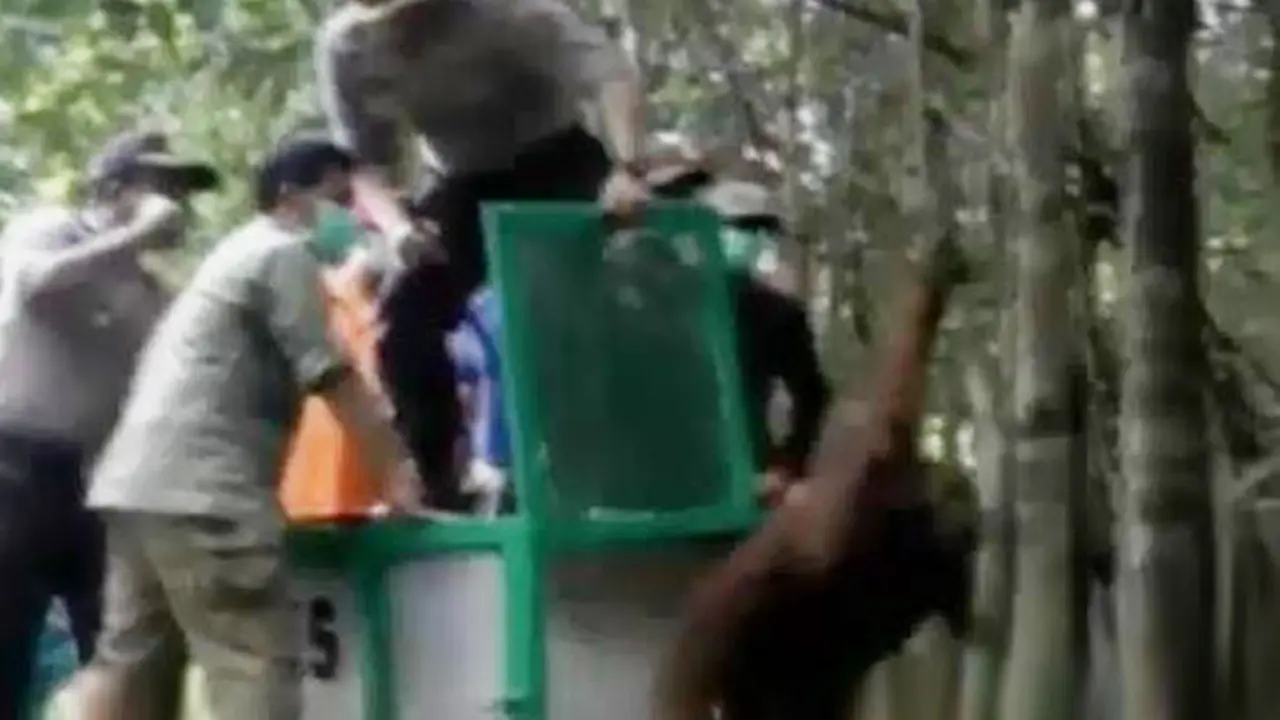 Orangutan