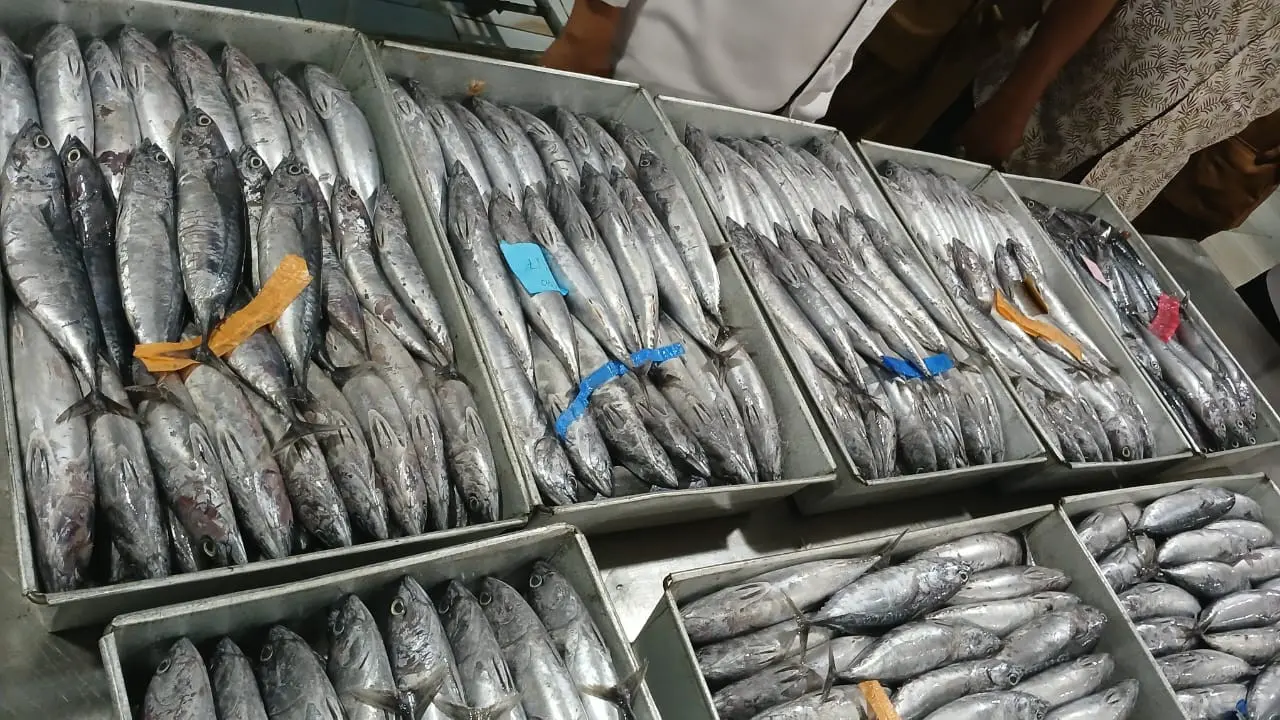 Ikan