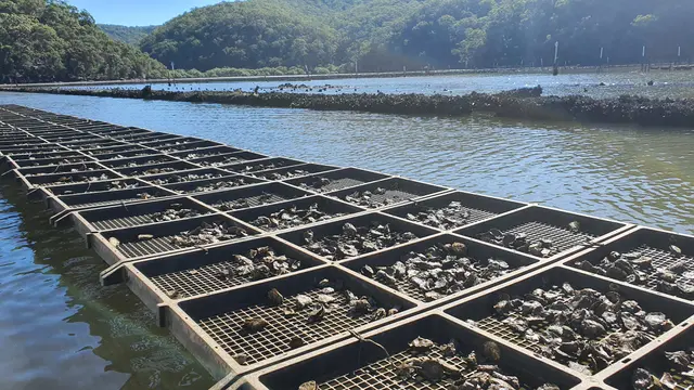 Sydney Oyster Farm Tour