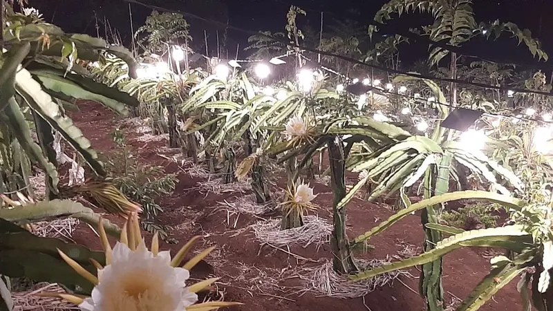 Ribuan pohon naga nampak indah di bawah balutan penerangan sinar lampu buatan yang di tata sedemikian rupa di kawasan Kebun Naga Poernama, Garut, Jawa Barat.