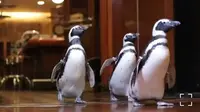 Tiga penguin mengunjungi Restoran Shaw’s Crab House. (dok. Instagram @shellyformshaws/ https://www.instagram.com/tv/CM2SOKjhyhQ/?igshid=6jyq56bhp52h / Melia Setiawati)