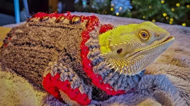 Kostum Lucu Iguana