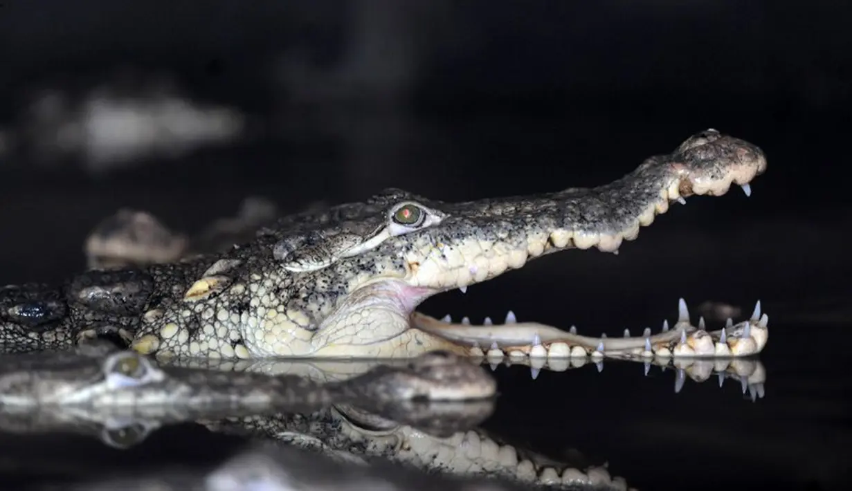 Buaya merupakan salah satu hewan purba yang tersisa di bumi ini. Diperkirakan telah hidup sejak 220 juta tahun yang lalu. Buaya masih banyak ditemukan hampir di seluruh kepulauan Indonesia.(AFP Photo / Orlando Sierra)