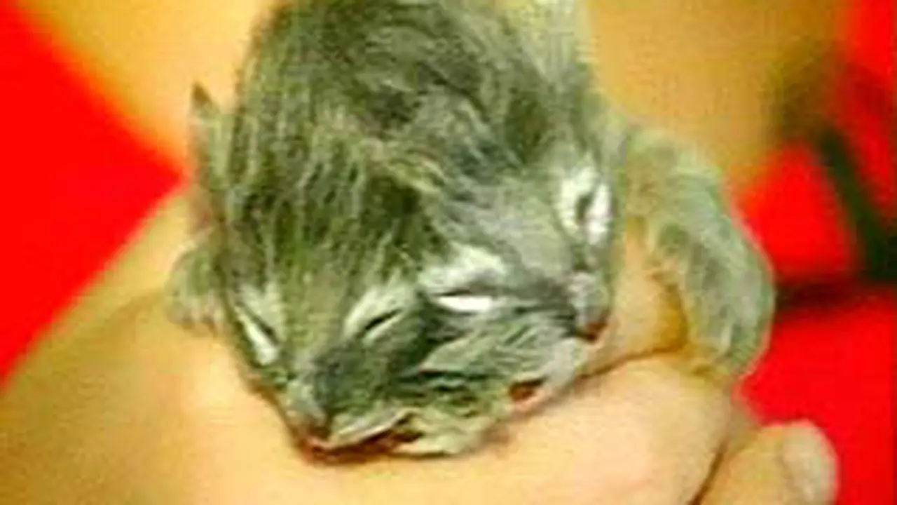150706bkucing.jpg