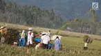 Sejumlah petani melakukan panen padi di sawah Desa Bube Baru, Kecamatan Suwawa, Kabupaten Bone Bolango, Gorontalo, Jumat (15/3). Mereka lebih memilih menggunakan tenaga manual untuk melakukan panen. (Liputan6.com/Arfandi Ibrahim)