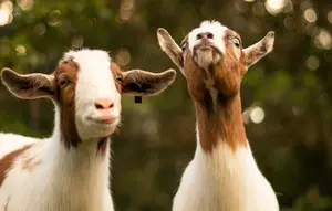 Kambing Bernama Goldie Curi Perhatian di Tengah Kebakaran Colorado