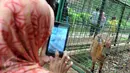 Warga mengambil gambar rusa dengan kamera ponsel di di Kebun Binatang Ragunan, Jakarta, Minggu (27/12/2015). Ragunan masih menjadi tempat favorit untuk rekreasi bagi warga ibukota dan sekitarnya. (Liputan6.com/Helmi Afandi)