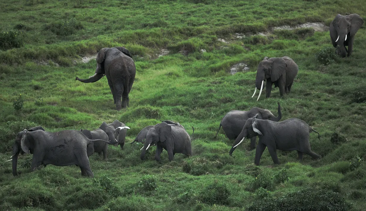 Sebuah keluarga gajah terlihat dari udara di Taman Nasional Amboseli, 21 Juni 2018. Taman nasional ini merupakan taman nasional paling populer kedua di Kenya setelah Cagar Nasional Maasai Mara. (AFP/TONY KARUMBA)