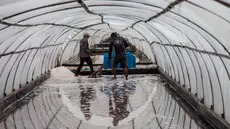 Pekerja memanen garam dari air laut di dalam saluran (tunel) yang terlindungi di Bungko, Jawa Barat, pada tanggal 1 Juni 2024. (Aditya Irawan/AFP)