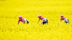 Tiga pembalap sepeda dari tim Education First-Drapac Cannondale melintas di ladang rapeseed dengan hamparan bunga kuning yang cerah saat mengikuti perlombaan Tour de Romandie UCI ProTour ke-72 di Bottens, Swiss (29/4).(Laurent Gillieron / Keystone via AP)