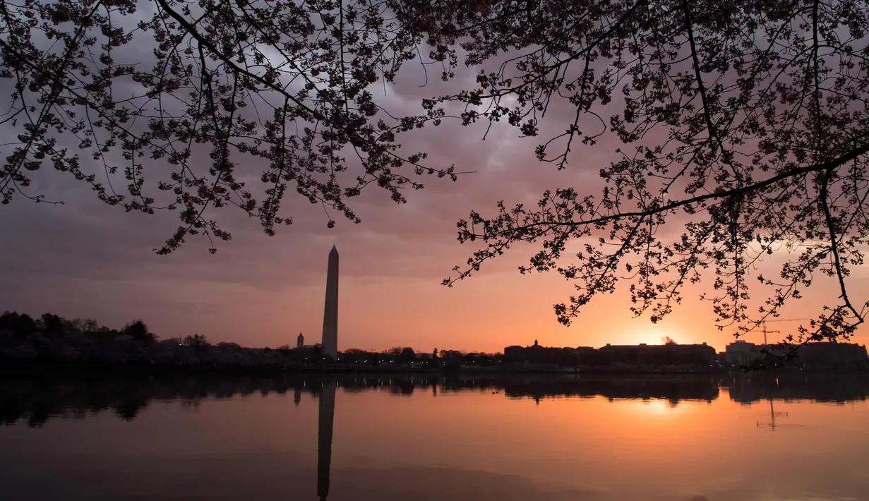 Pemandang pohon sakura yang bermekaran di dekat Tidal Basin saat matahari terbit di Washington, DC, (4/4). Keindahan pohon Sakura yang bermekeran menandai dimulainya musim semi di Washington. (AFP Photo/Saul Loeb)