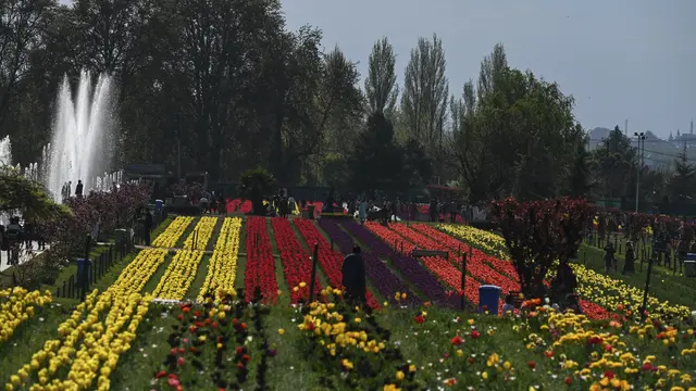 Taman tulip terbesar di Asia di Kashmir