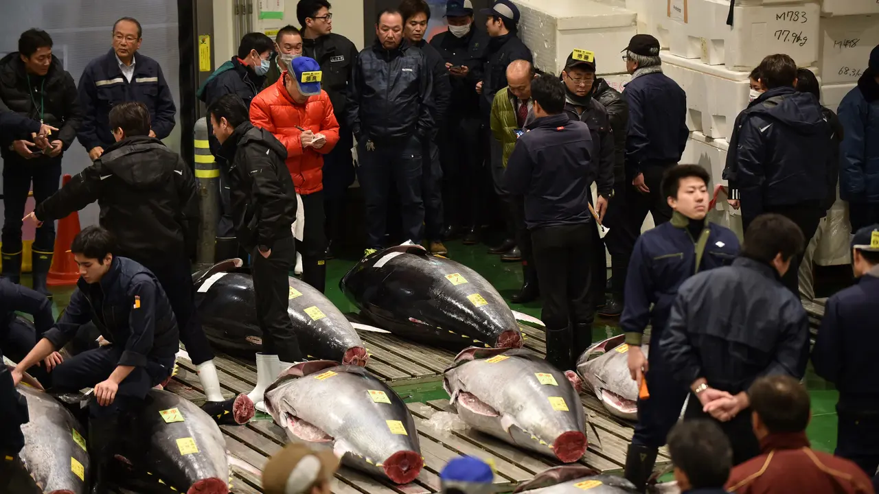 Lelang Tuna di Pasar Ikan Toyosu