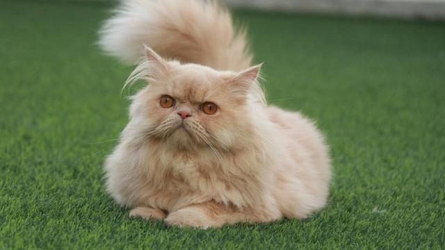Persian Cat