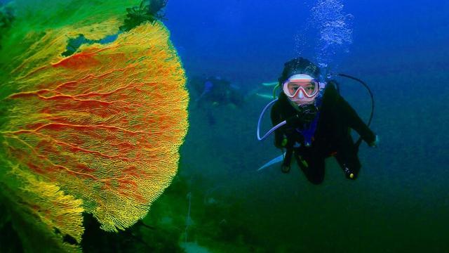 Turut Bersihkan Sampah, Ini 7 Potret Prilly Latuconsina Diving di Pulau Sangiang