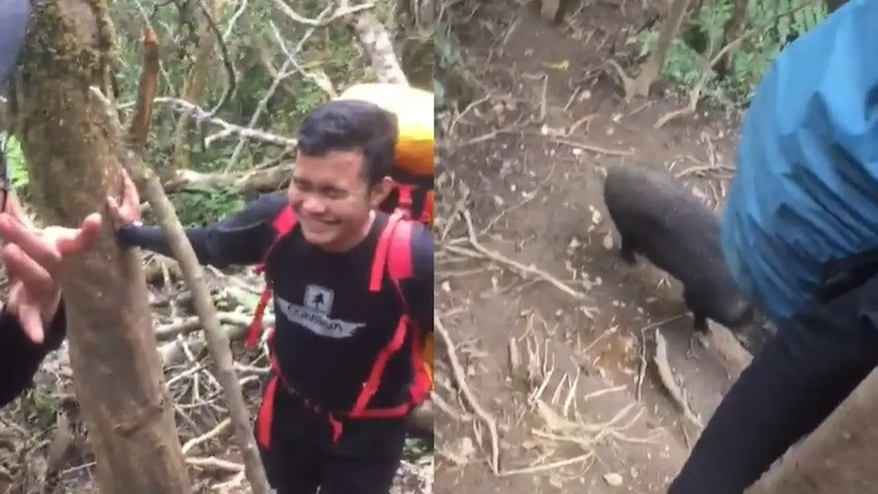 Kocak, Pendaki Ini Abadikan Momen Saat Bertemu Babi Hutan di Gunung
