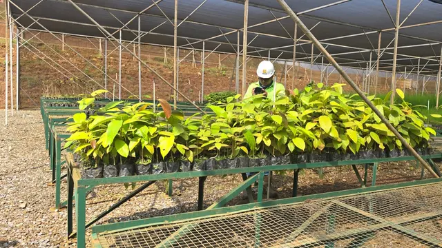 Loji Central Nursery