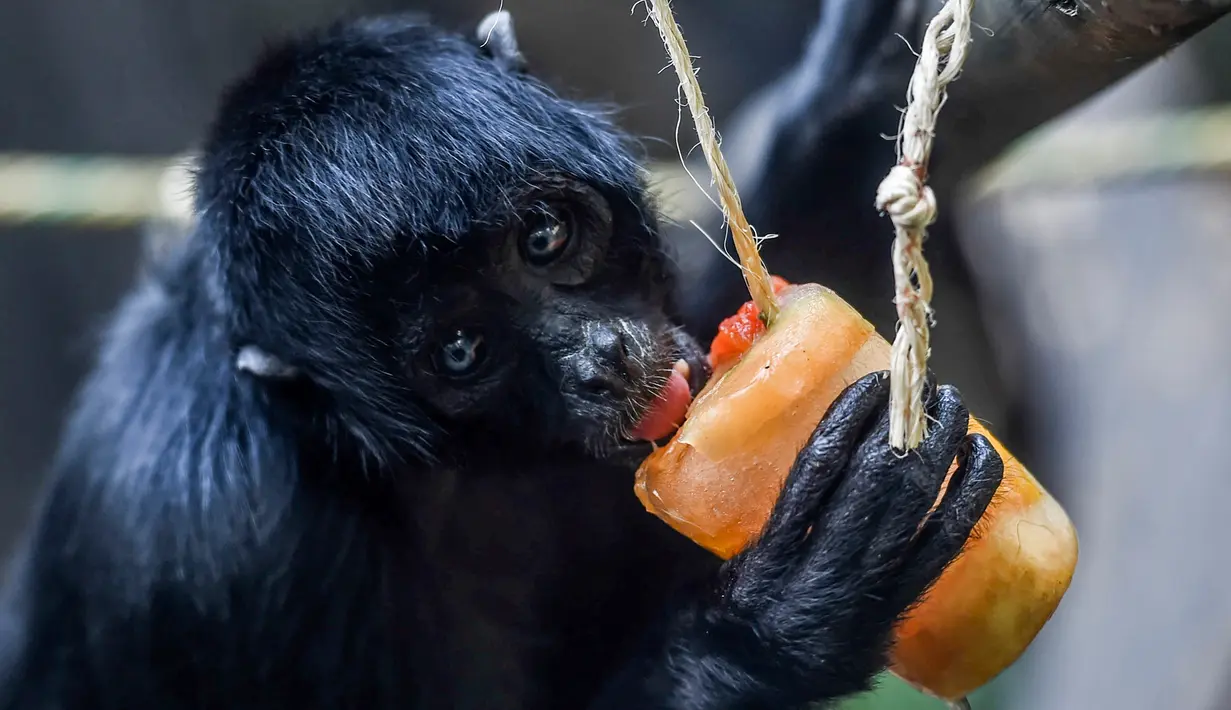 Monyet laba-laba (Ateles fusciceps) menjilat es krim buah di Kebun Binatang Santa Fe di Medellin, Kolombia pada 25 Januari 2020. Para penjaga kebun binatang memberikan es krim khusus pada hewan karena hamparan cuaca yang cukup panas di kota tersebut. (Photo by Joaquin SARMIENTO / AFP)