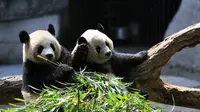 Ilustrasi panda (Foto: unsplash/Stone Wang)