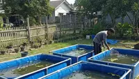 Panduan Lengkap Usaha Ternak Ikan Panen 4 Bulan untuk Keluarga yang Pindah ke Desa