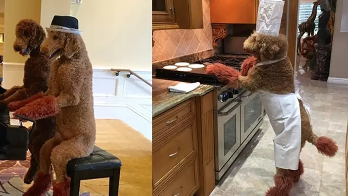 Wow! Anjing Pudel Ini Pintar Masak dan Naik Motor