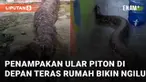 Seekor ular piton berukuran jumbo di depan teras rumah mengundang perhatian