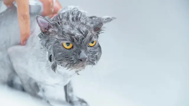 Cat Bath