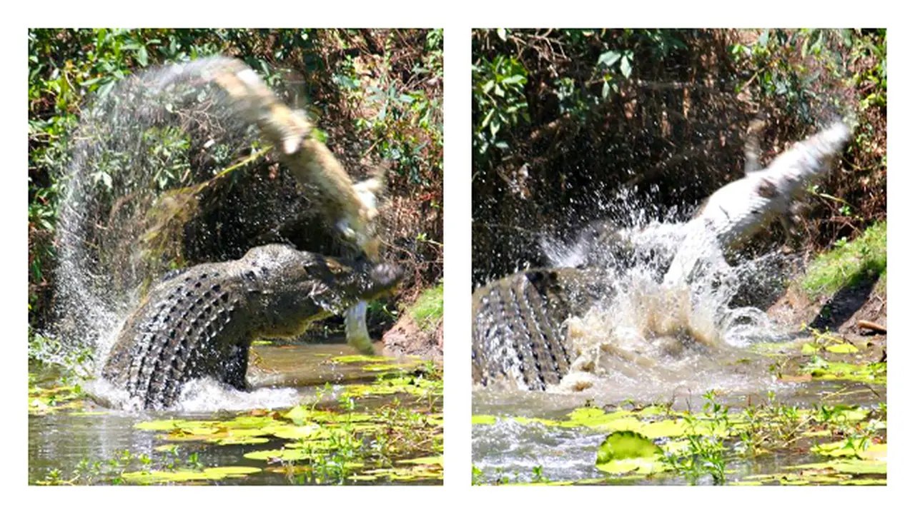 Ganas, Buaya Memangsa Buaya