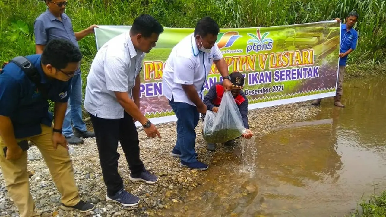 Pelepasan bibit ikan di sungai oleh PTPN V untuk menjaga ekosistem perairan di Riau.
